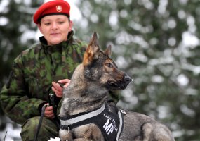 Karo policijoje tarnybą pradėjo dvi aviganės Maja ir Meira  - 1