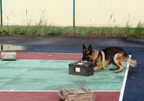 Lietuvos karių ir Valstybės sienos apsaugos tarnybos kinologų mokymai „Sprogmenų paieška su... - 2