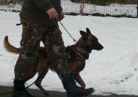 Inžinerijos batalione steigiamas sprogmenų paieškai paruoštų tarnybinių šunų pajėgumas – K-9 grandis - 3