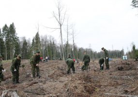 Kariai padėjo atsodinti mišką - 2