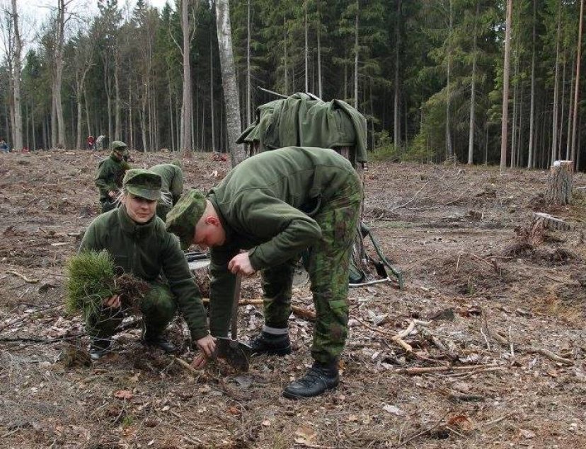 Kariai padėjo atsodinti mišką