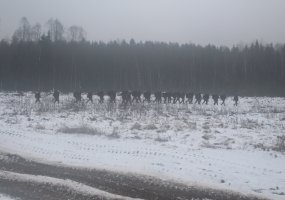 Prasidėjo trijų savaičių trukmės parengtojo rezervo karių rengimas - 2