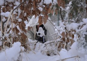 Didžiosios kunigaikštienės Birutės ulonų batalione – manevrinių padalinių specialistų pratybos - 3