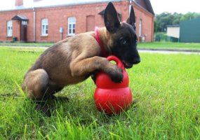 Inžinerijos bataliono K-9 grandyje - nauji keturkojai kariai - 2