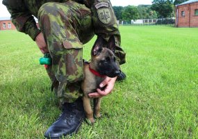Inžinerijos bataliono K-9 grandyje - nauji keturkojai kariai - 6