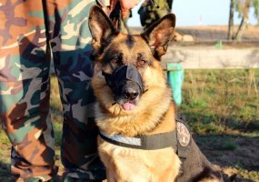 Lietuvoje – nematyto masto tarptautinės NATO inžinierių pratybos „Inžinierių Griausmas 2017“ - 2