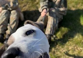 Lietuvos kariuomenėje minima Šuns diena: augintinius į tarnybą atsivedę kariai rinko paramą... - 6