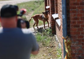 Kariuomenės kinologai išvyksta tarnybinių užduočių vykdymui į Paryžiaus olimpines žaidynes - 2