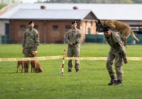 Lietuvos kariuomenėje paminėta Šuns diena, savo gebėjimus demonstravo tarnybiniai šunys - 5