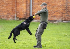 Lietuvos kariuomenėje paminėta Šuns diena, savo gebėjimus demonstravo tarnybiniai šunys - 7