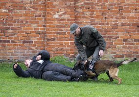 Lietuvos kariuomenėje paminėta Šuns diena, savo gebėjimus demonstravo tarnybiniai šunys - 8