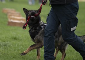 Lietuvos kariuomenėje paminėta Šuns diena, savo gebėjimus demonstravo tarnybiniai šunys - 11